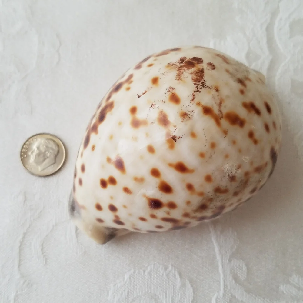Beautiful Natural Sea Shell - Picture 7 of 7